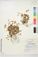 登錄號:S089050藏品圖，第5張