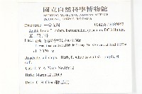 玉山筷子芥藏品圖，第2張