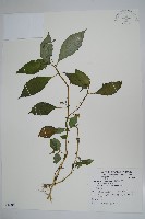 紫花鳳仙花藏品圖，第1張