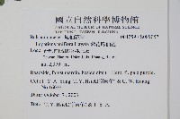 紫花鳳仙花藏品圖，第2張