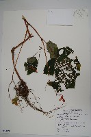 溪頭秋海棠藏品圖，第1張