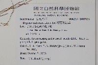 溪頭秋海棠藏品圖，第2張