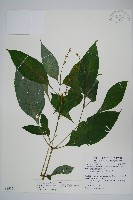 尼氏擬馬偕花藏品圖，第1張