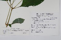 尼氏擬馬偕花藏品圖，第2張