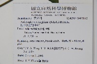 長花九頭獅子草、山藍藏品圖，第2張