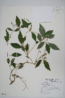 牛膝藏品圖，第1張