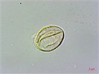 玉玲花、台灣異葉苣苔藏品圖，第2張