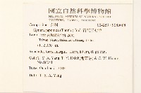 黃花三七草藏品圖，第2張