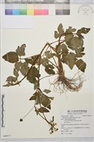 辣子草、揚子毛茛藏品圖，第1張