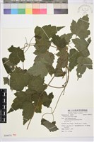 串鼻龍藏品圖，第1張