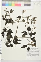 巴氏鐵線蓮藏品圖，第1張