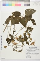 田代氏鐵線蓮藏品圖，第1張