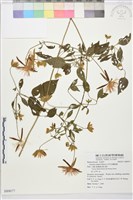 田代氏鐵線蓮藏品圖，第1張