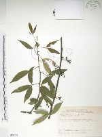 飛龍掌血藏品圖，第1張