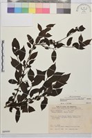 畢祿山鼠李藏品圖，第1張