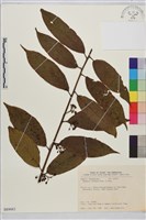 鈍齒鼠李藏品圖，第1張