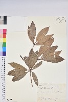 西施花、青紫木藏品圖，第1張