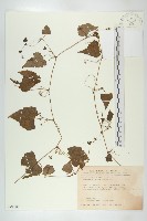 黑果馬交兒藏品圖，第1張