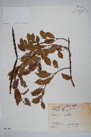 酸藤藏品圖，第1張