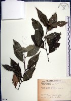 紅皮、葉下白、赤仔尾藏品圖，第1張