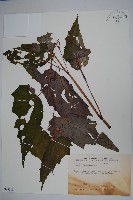 武威山秋海棠藏品圖，第1張