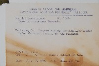 武威山秋海棠藏品圖，第2張