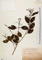 臺灣赤楠藏品圖，第1張