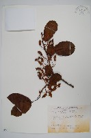 硬齒獼猴桃藏品圖，第1張