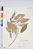 子彈石櫟、柯藏品圖，第1張