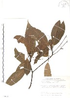 豬腳楠藏品圖，第1張