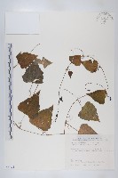 馬交兒藏品圖，第1張