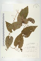 斑花青牛膽藏品圖，第1張