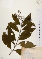 黑星紫金牛藏品圖，第1張