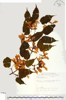 尖葉槭藏品圖，第1張