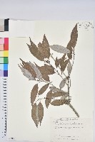 狹葉椆藏品圖，第1張