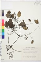 柱果鐵線蓮藏品圖，第2張