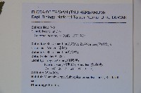 呂宋莢迷藏品圖，第2張