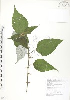 青苧麻藏品圖，第1張