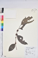 登錄號:S089163藏品圖，第1張