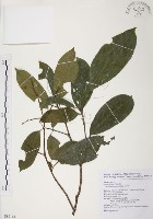 山香圓藏品圖，第1張