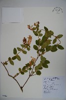 忍冬、金銀花藏品圖，第1張