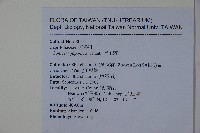 忍冬、金銀花藏品圖，第2張