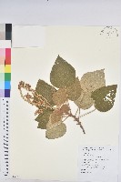 野桐藏品圖，第1張