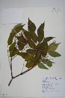 賊仔樹藏品圖，第1張