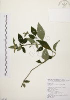 臺灣鱗球花藏品圖，第1張