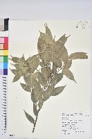 烏來柯、楒、淋漓藏品圖，第1張