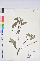 青剛櫟、鐵椆藏品圖，第1張