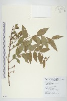 臺灣馬桑藏品圖，第1張