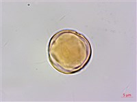 凹葉柃木、濱柃木、翠米茶藏品圖，第1張
