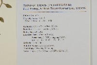 繁縷藏品圖，第2張